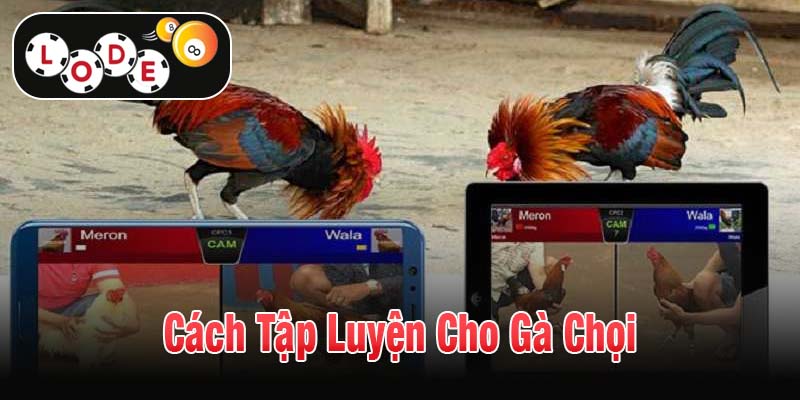 Cách tập luyện cho gà chọi